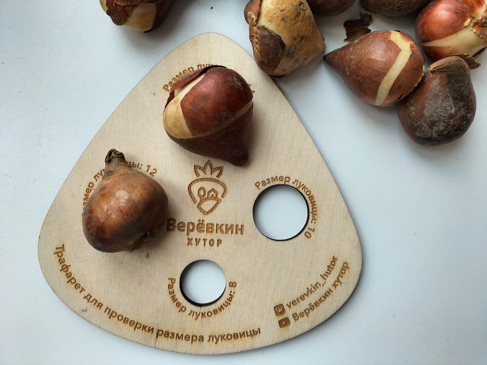 Фирменный трафарет для проверки калибра луковиц