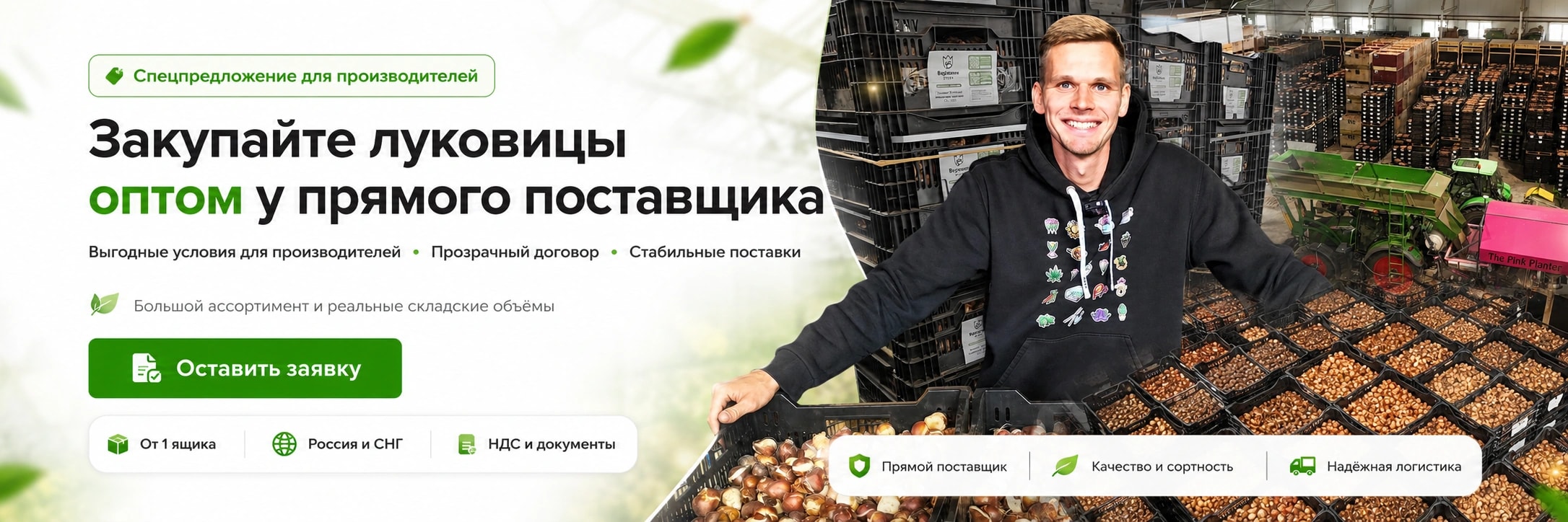 Закупайте луковицы оптом у прямого поставщика — оставить заявку
